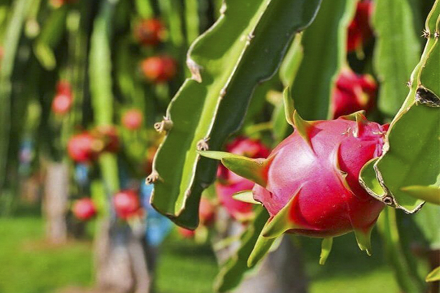 Thanh long là một loại trái cây đặc trưng của Phan Thiết